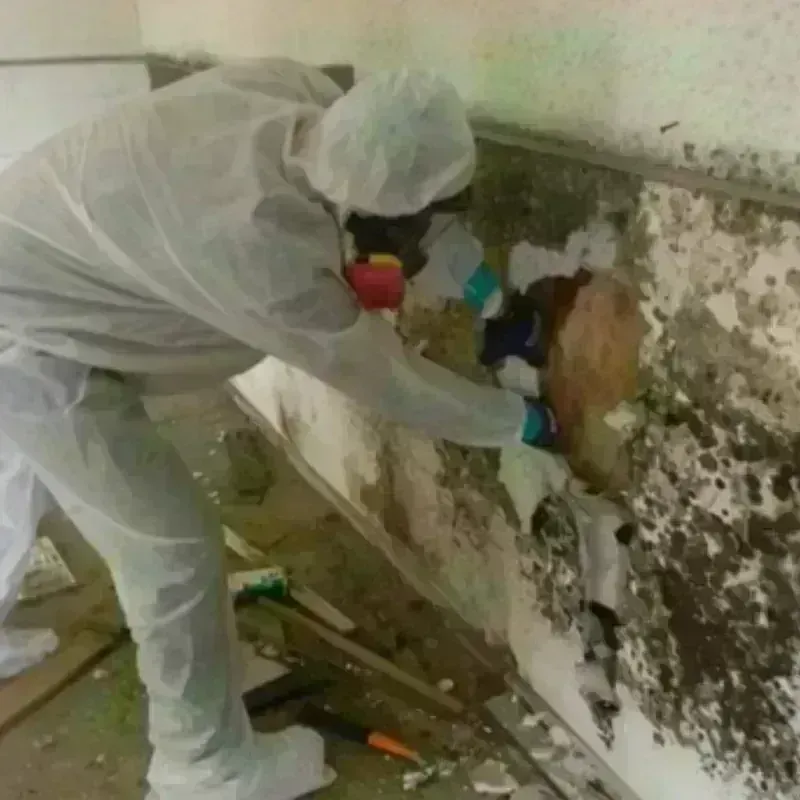 Mold Remediation and Removal in Chicago Heights, IL